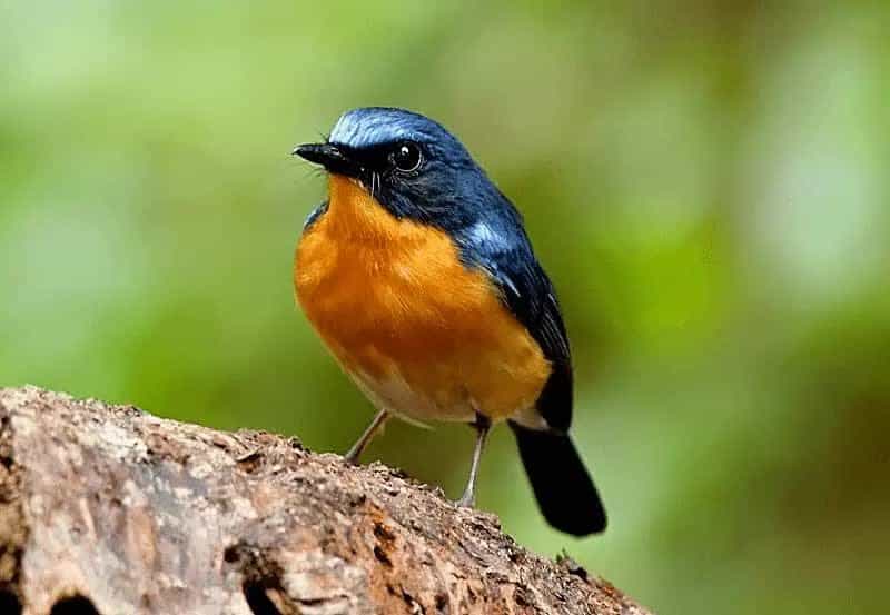 cara-mengatasi-burung-sulingan-stress-agar-kembali-gacor-2616360