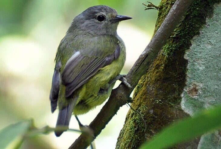 cara-merawat-burung-opior-jawa-agar-bisa-gacor-1752514