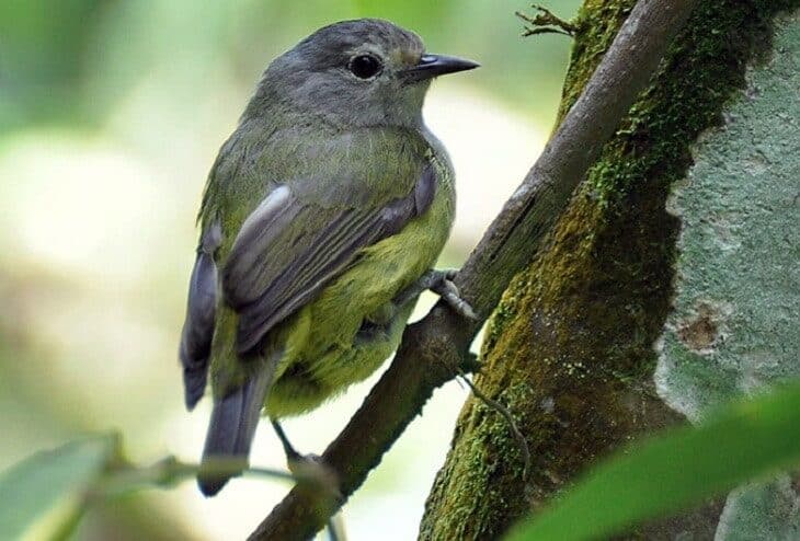 cara-merawat-burung-opior-jawa-agar-bisa-gacor-7997940