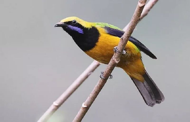 cara-merawat-cucak-cungkok-4224540