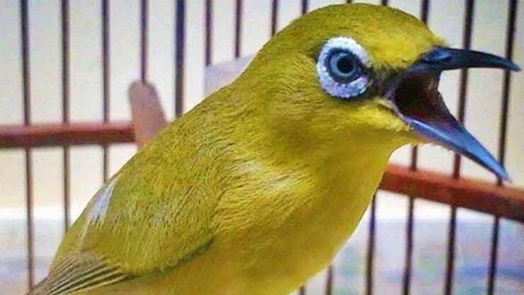 cara-merawat-pleci-bakalan-supaya-gacor-3514457