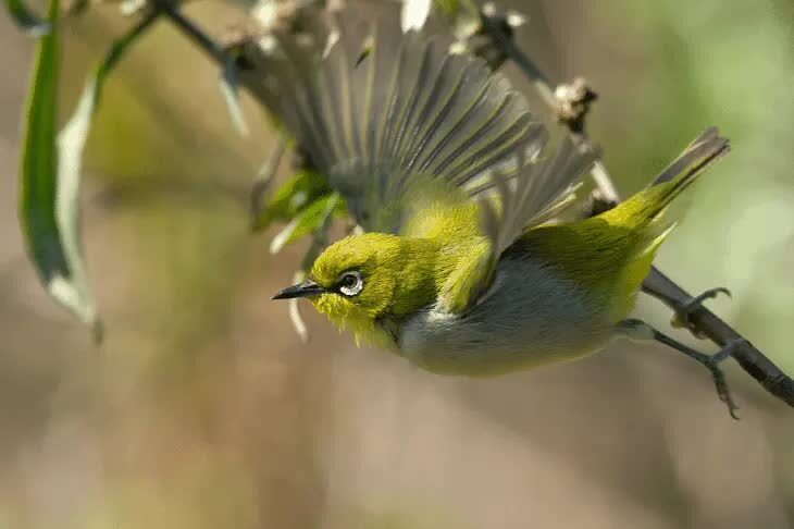 cara-pemberian-obat-metabolisme-pleci-1287783