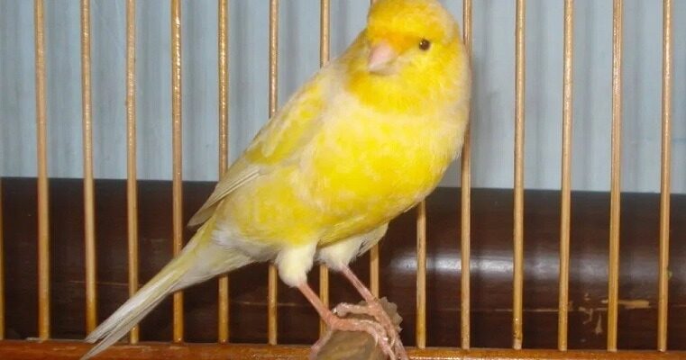 cara-perawatan-burung-kenari-mabung-dengan-tepat-7427965