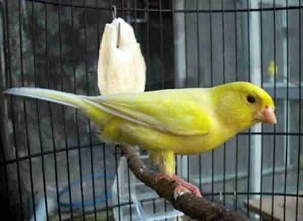 cara-perawatan-burung-kenari-mabung-3641438