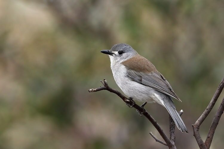 ciri-burung-anis-enggano-7406411