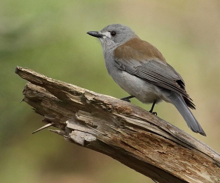 ciri-burung-anis-enggano-grey-shrike-thrush-colluricincla-harmonica-9128234