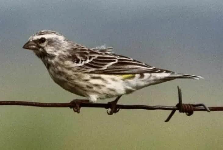 ciri-ciri-burung-blackthroat-jantan-9903360