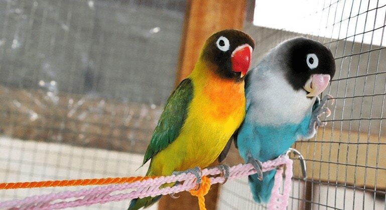 ciri-fisik-lovebird-ngekek-panjang-untuk-kompetisi-8903815