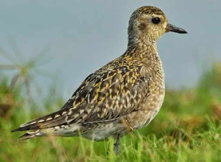 ciri-khas-burung-cerek-kernyut-8278661