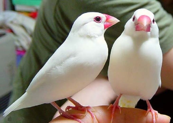 ciri-khas-burung-gelatik-putih-jantan-dan-betina-7348406