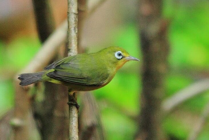 ciri-khas-burung-pleci-kecial-lombok-7766037