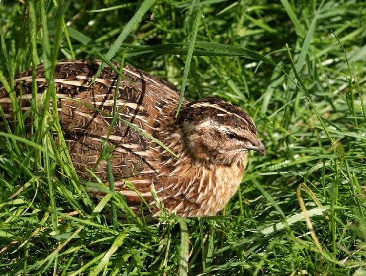 ciri-khas-burung-puyuh-8683094