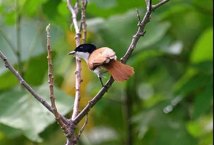 ciri-khas-burung-sikatan-kilap-dan-habitatnya-9558481