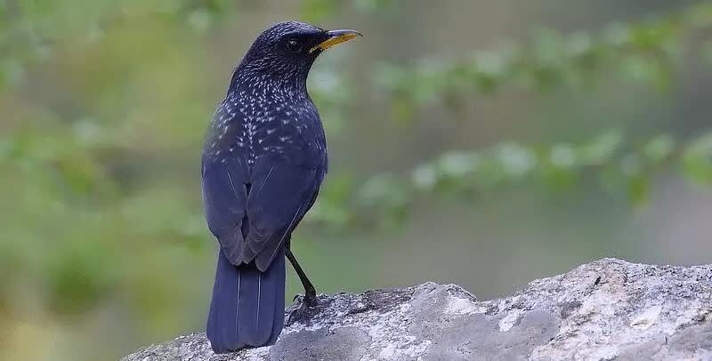 ciung-batu-siul-4249246