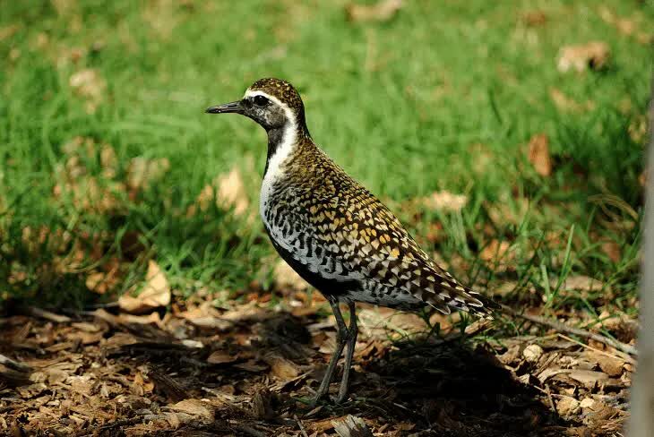 daerah-persebaran-burung-cerek-kernyut-3295334