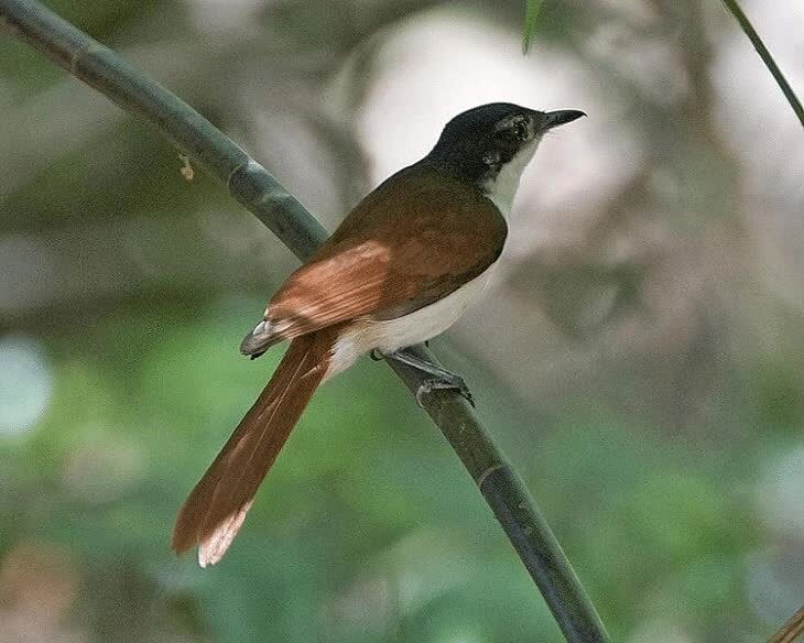 daerah-persebaran-dan-habitat-burung-sikatan-kilap-9554297