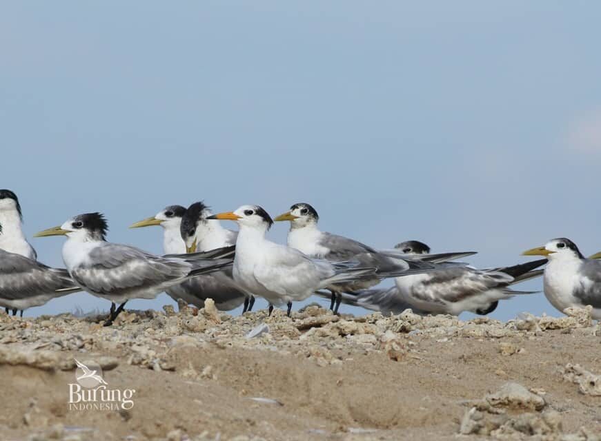 dara-laut-cina-1322573