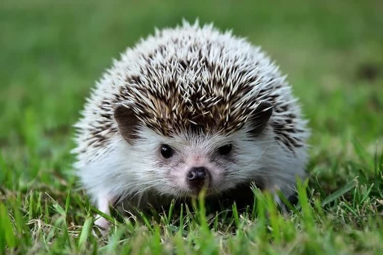 fakta-unik-landak-mini-hewan-peliharaan-yang-menggemaskan-2141997