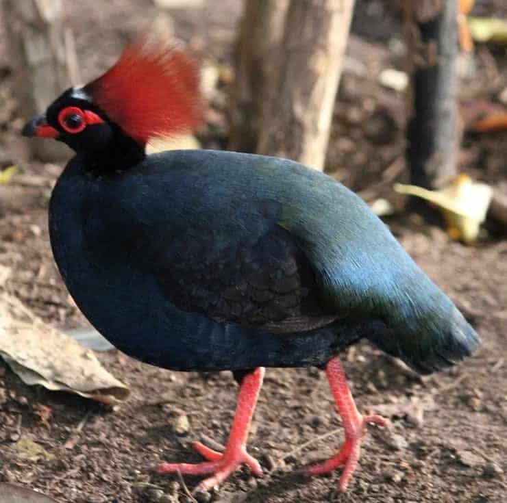 habitat-burung-puyuh-sengayan-9113762