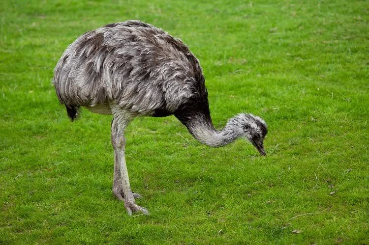inilah-ciri-khas-pola-hidup-dan-habitat-burung-rhea-8382007