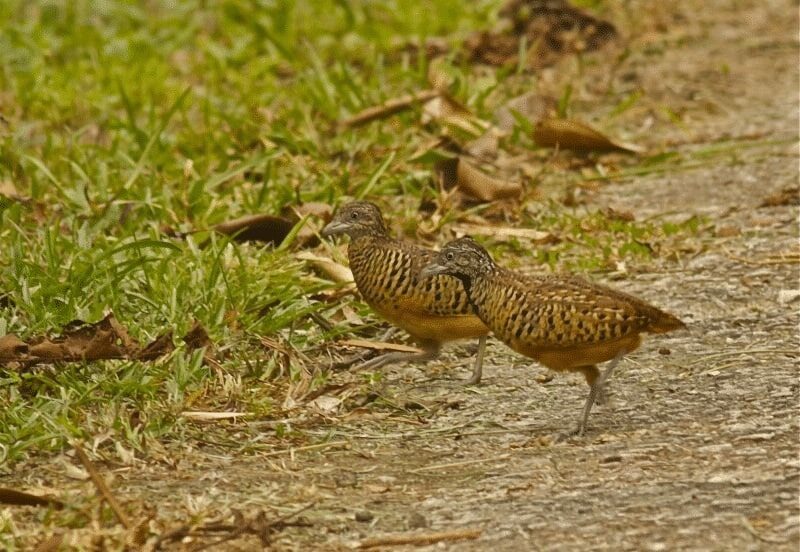 inilah-perbedaan-burung-puyuh-jantan-dan-betina-paling-jelas-3465748
