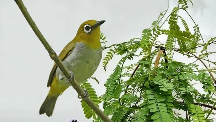 jenis-daun-yang-baik-untuk-pleci-9489757