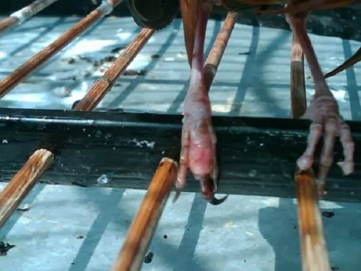 kaki-burung-bengkak-karena-penyakit-9987770