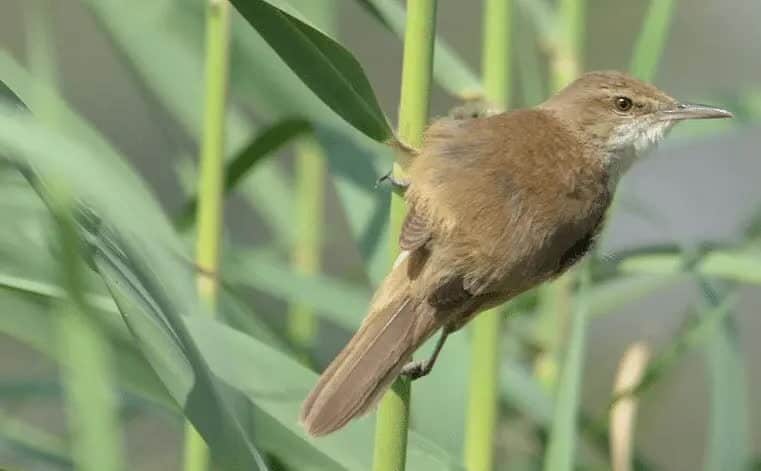 karakteristik-burung-kerakbasi-ramai-3470023
