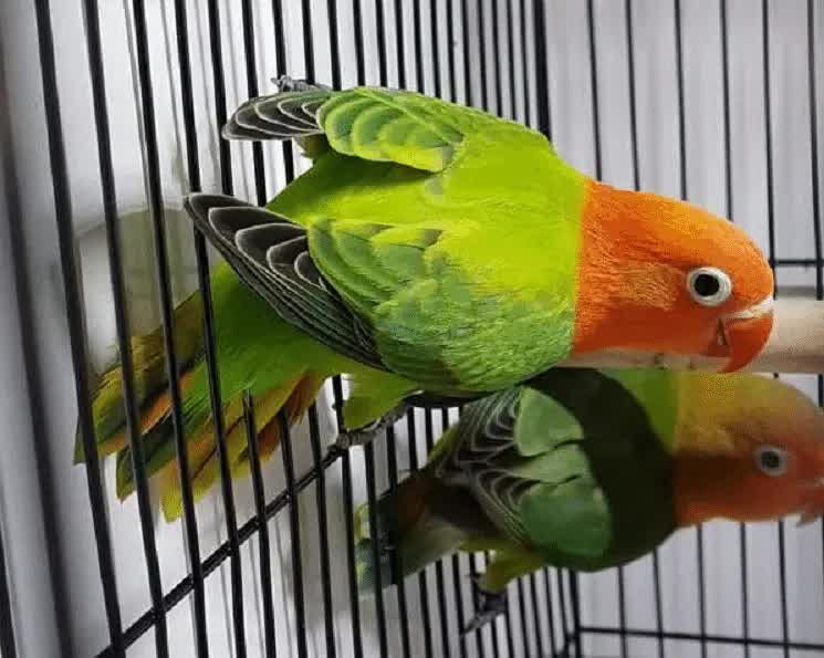 karakteristik-genetik-lovebird-7120119