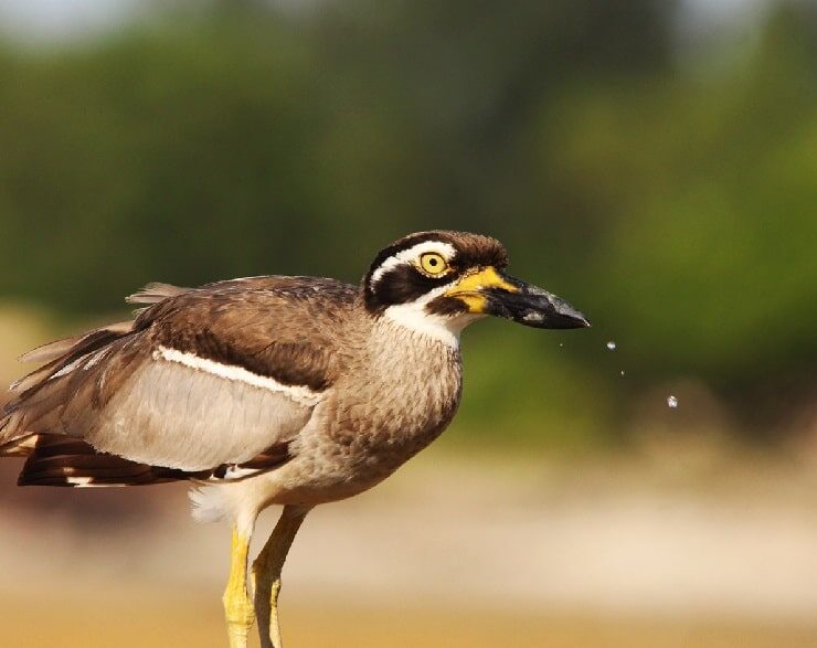 kebiasaan-burung-wili-wili-besar-atau-beach-stone-curlew-1-2902823