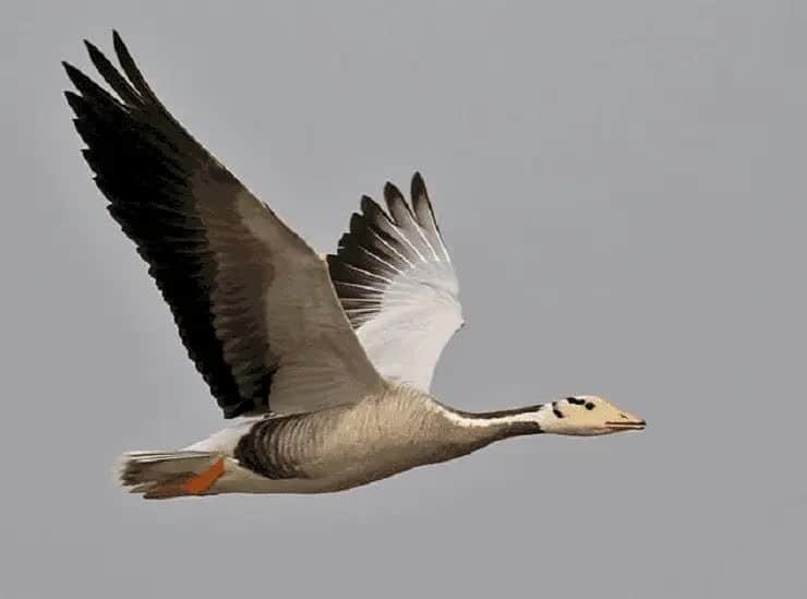 kemampuan-terbang-bar-headed-goose-2328442
