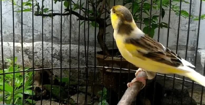 kesalahan-perawatan-burung-kenari-3211725