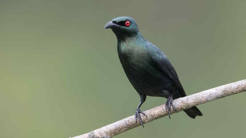 makanan-burung-cucak-keling-supaya-cepat-gacor-9131802