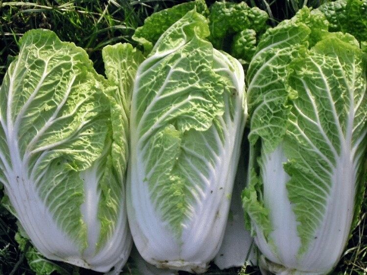 makanan-tambahan-burung-kenari-9539956