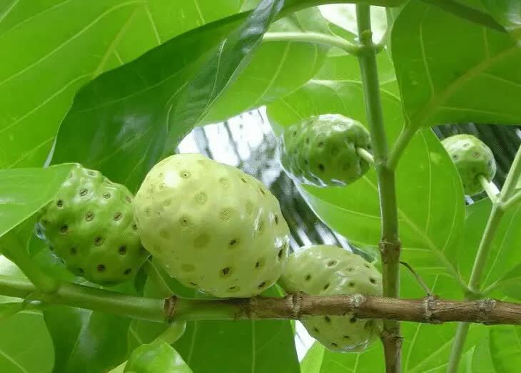 manfaat-buah-mengkudu-untuk-pleci-dan-cara-meraciknya-4755474