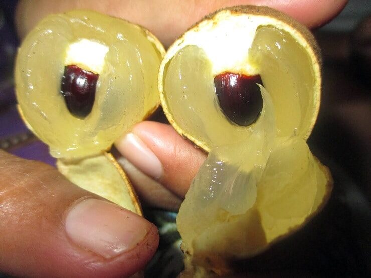 manfaat-kelengkeng-untuk-burung-kicauan-7504964