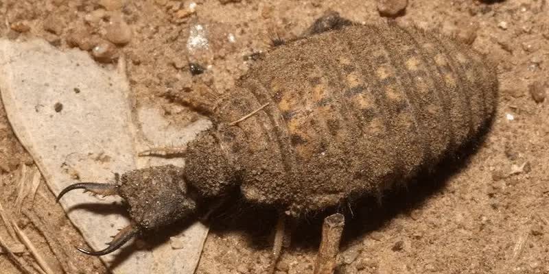 manfaat-undur-undur-untuk-burung-branjangan-1-4139228