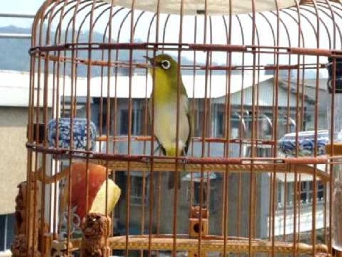 manfaat-dan-fungsi-air-gula-untuk-pleci-biar-cepat-gacor-6408712