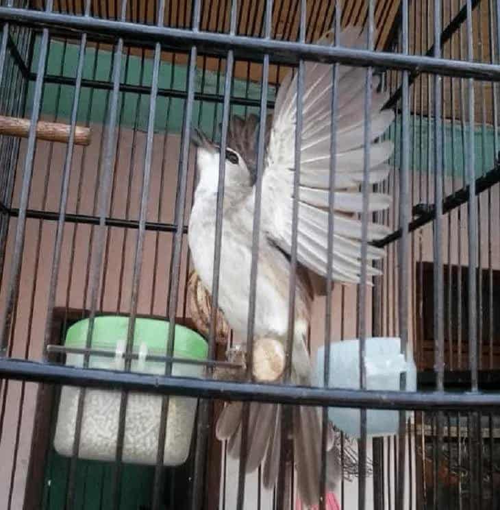 melatih-burung-trucukan-agar-menggaruda-3228104