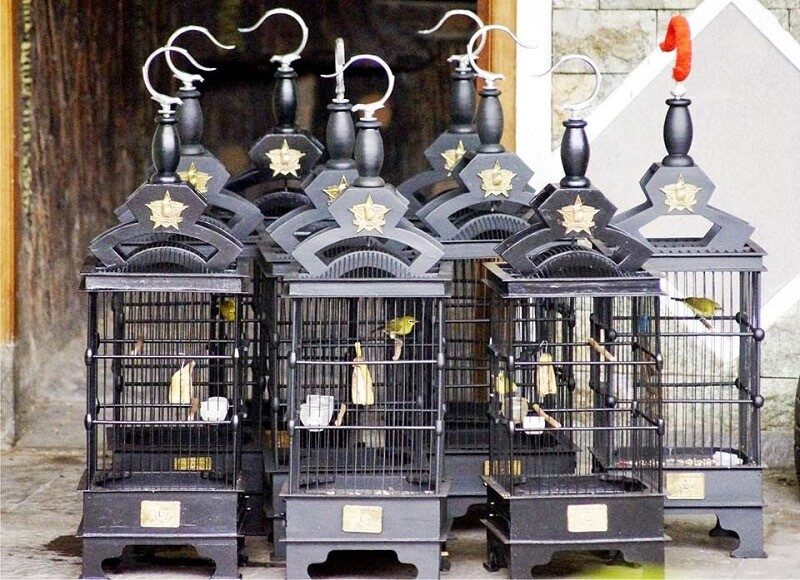 mempersiapkan-kandang-pleci-untuk-lomba-agar-rajin-bunyi-dan-prima-8611005