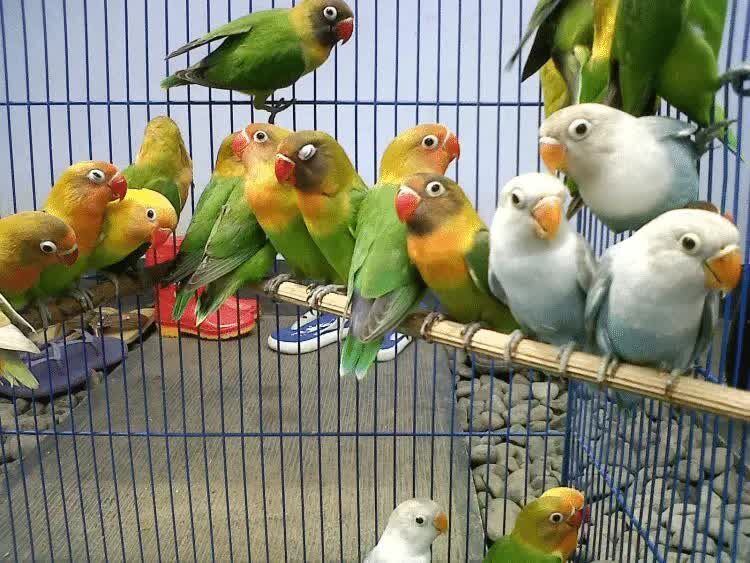 mengatasi-lovebird-mogok-makan-3723531