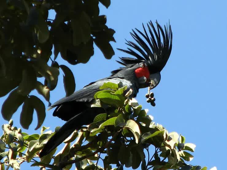 mengenal-burung-kakaktua-raja-hitam-dan-perilakunya-9572673