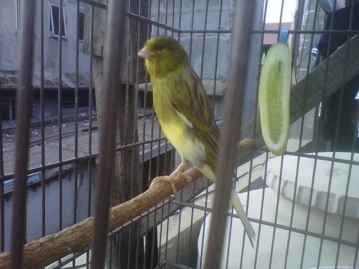 mengenal-ciri-khas-burung-kenari-af-paling-lengkap-1832912