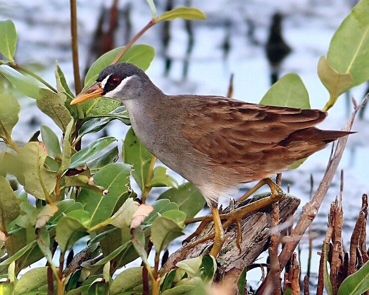 mengetahui-ciri-khas-burung-tikusan-alis-putih-dan-perilakunya-7285784