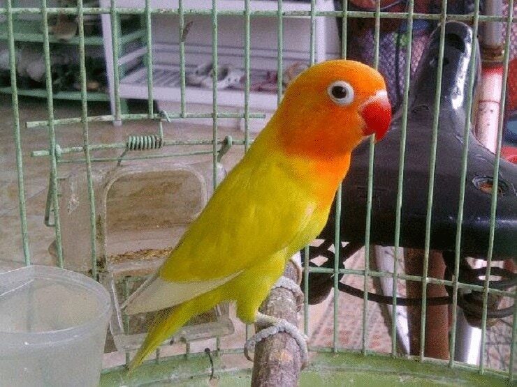mengetahui-faktor-penyebab-bulu-kusam-pada-lovebird-1453812