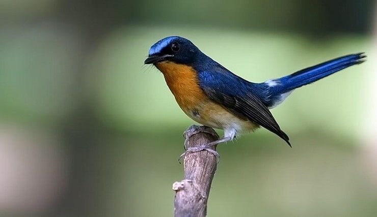 mengetahui-penyebab-dan-cara-mengatasi-burung-tledekan-ngedrop-6358585