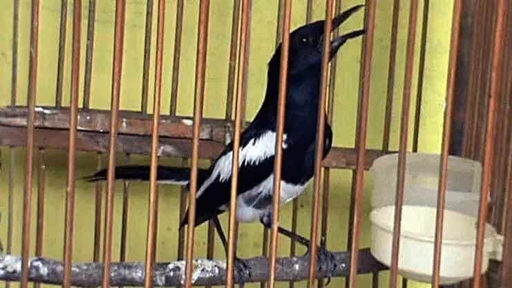 pakan-kacer-petarung-3185654