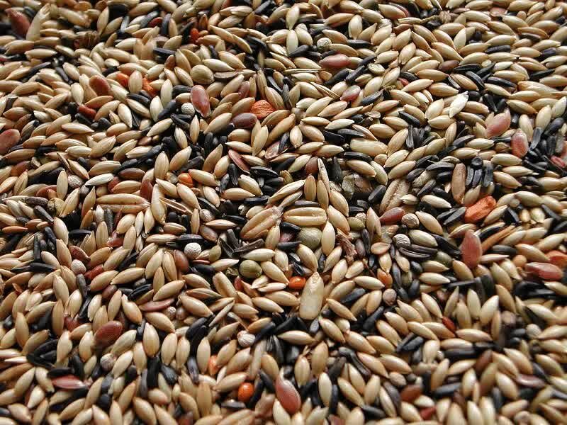 pakan-lovebird-1422140