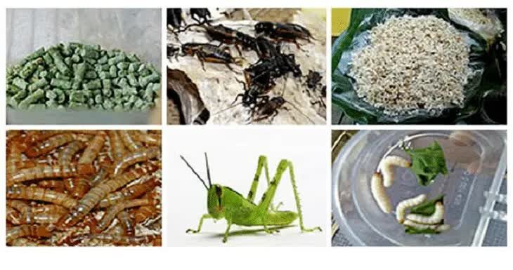 pakan-tambahan-tledekan-1400599