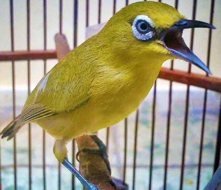 pentingnya-nutrisi-untuk-pleci-bagi-proses-pertumbuhannya-9649293